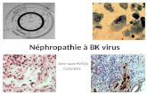 Néphropathie à BK virus