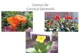 Canna Lily Canna x  Generalis