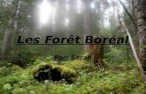 Les Forêt Boréal