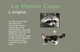 Le Maine Coon
