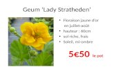 Geum  ‘Lady  Stratheden ’