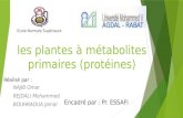 les plantes à métabolites primaires (protéines)