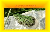 La grenouille Gribouille
