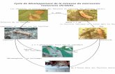 Cycle de développement de la mineuse du marronnier Cameraria ohridella