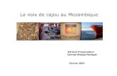 Cashews in Mozambique FR