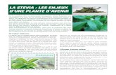La stévia: les enjeux d'une plante d'avenir