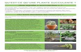 Plante succulente