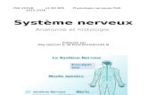Système nerveux.pptx
