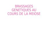 Brassages Genetiques Au Cours de La Meiose