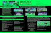Dp Odyssea 2015 Bd