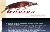 Anvet I - 05 Myologi.ppt
