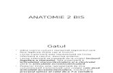 Anatomie 2 Bis
