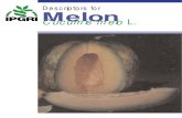 Deskriptor Melon