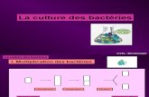 4. La Culture Des Bactéries