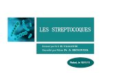 Streptocoques Cours