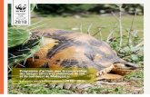 Programme d'actions pour la conservation des tortues terrestres endémique du sud et du sud-ouest de Madagascar (WWF/2010)