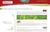Couverts Pollinisateurs IBIS