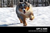 Upi : la vie de chien d'un Berger Australien.