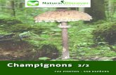 022 Champignons