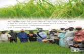 Améliorer la production du riz irrigué dans la Vallée du Fleuve ...