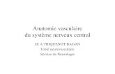 med-DCEM1: Anatomie vasculaire, Dr Triquenot-Bagan