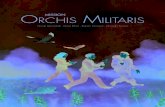 ORCHIS MILITARIS