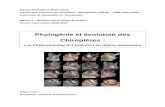 Phylogénie et évolution des Chiroptères : les Phyllostomidae et l ...