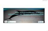 Espèces de mammifères marins recensées en Guyane française