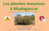 Les plantes invasives à Madagascar