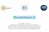 Phospholipases d