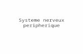 Systeme nerveux peripherique