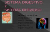Sistema Digestivo y Nervioso.