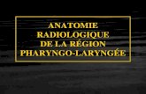 ANATOMIE LARYNGO-PHARYNGEE