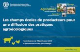 Les champs écoles de producteurs pour une diffusion des pratiques agroécologiques