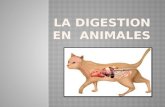 La digestion en  los animales