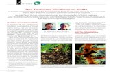 Les mycorhizes - Une fascinante biocénose en forêt