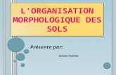 L'organisation morphologique du sol