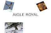 Aigle royal