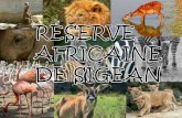 La réserve africane de Sigean