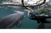 Communiquer avec les dauphins - Frédérique Pichard