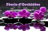 Feerie d orchidees