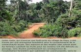 Effets de l'exploitation forestière sur communautés forestières du Cameroun