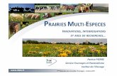 Prairies multiespèces