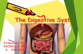 Digestive system enriquez