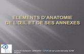 Eléments d'anatomie de l’œil et de ses annexes - CAZALOT