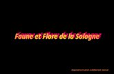 Sologne faune et_flore_70