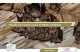 Protéger les chauves-souris en Poitou-Charentes