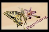 Les Papillon