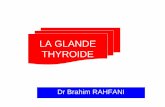 LA GLANDE THYROIDE - · PDF filec’est une : – Une glande endocrine, lobulée. – Située dans la région cervicale devant les cordes vocales et le larynx, en avant de la partie
