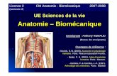 Anatomie – Biomécaniqueb.meric.free.fr/staps/Anatomie/L2S3/L2_CM4_Anatomie.pdf · Plan général I – Rappels d’anatomie Introduction II – Articulations de la ceinture scapulaire